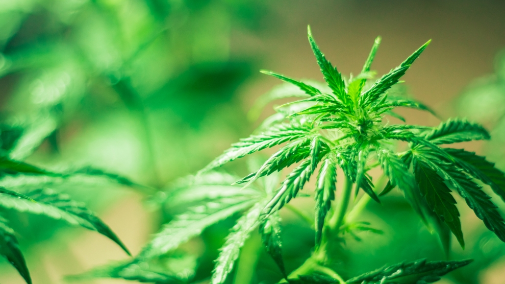 medical marijuana
