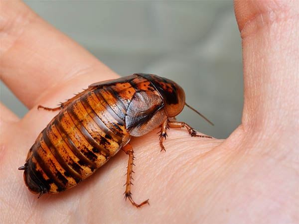 Dubia roaches