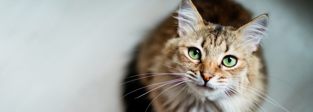 cbd for cats