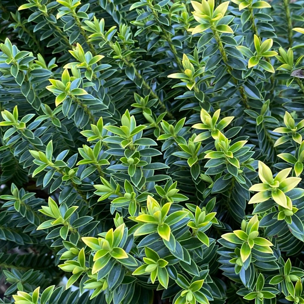 hebe plant