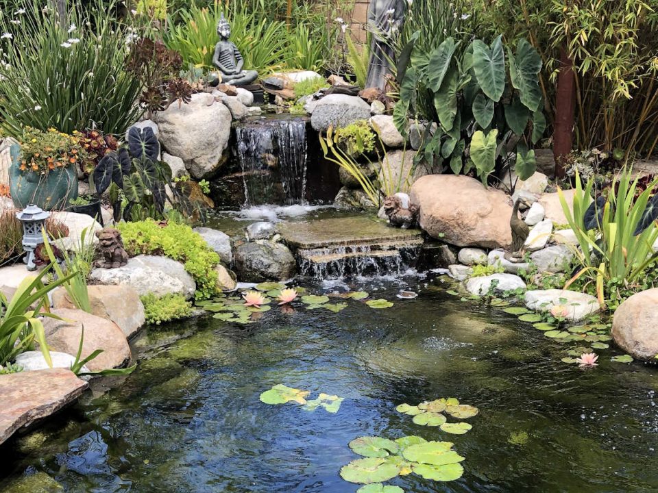 Pond