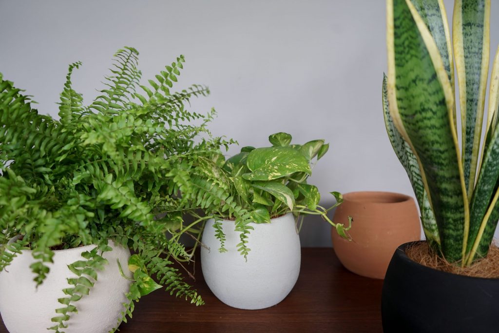 house plants