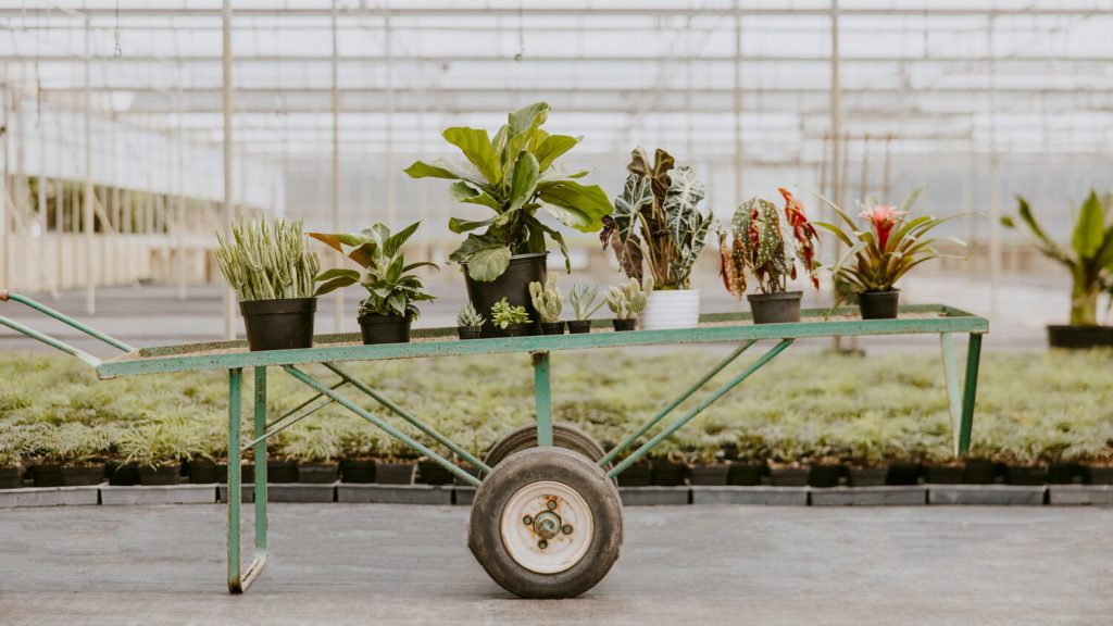 Plant Center